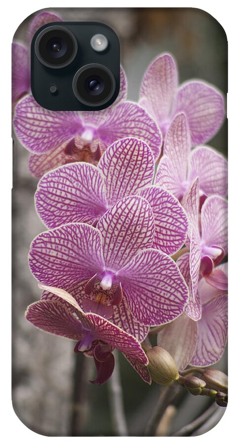  Flower iPhone Case featuring the photograph A Flight of Orchids by Morris McClung