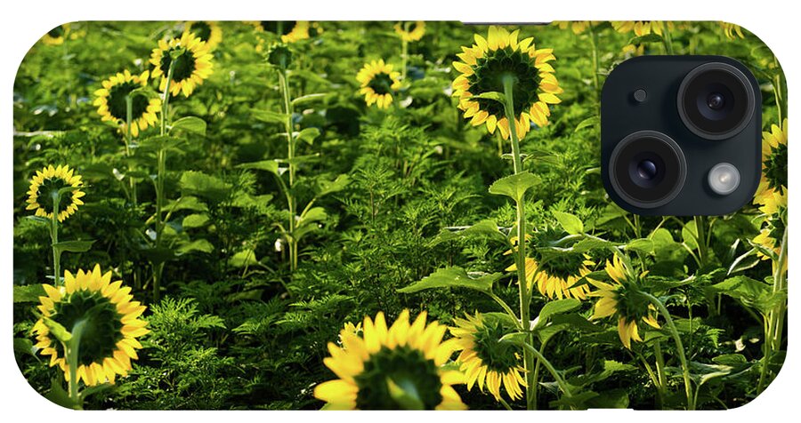 Bloom iPhone Case featuring the photograph A Flock of Blooming Sunflowers by Dennis Dame