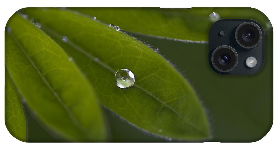 Rain Drop iPhone Case featuring the photograph A Gift by Rebecca Cozart