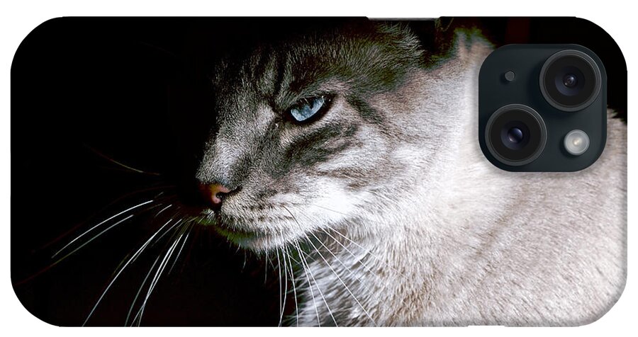 Cat iPhone Case featuring the photograph A Glare by Rachel Morrison