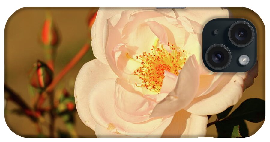 Salmon Colored Rose iPhone Case featuring the photograph A Glorious View by Christiane Schulze Art And Photography