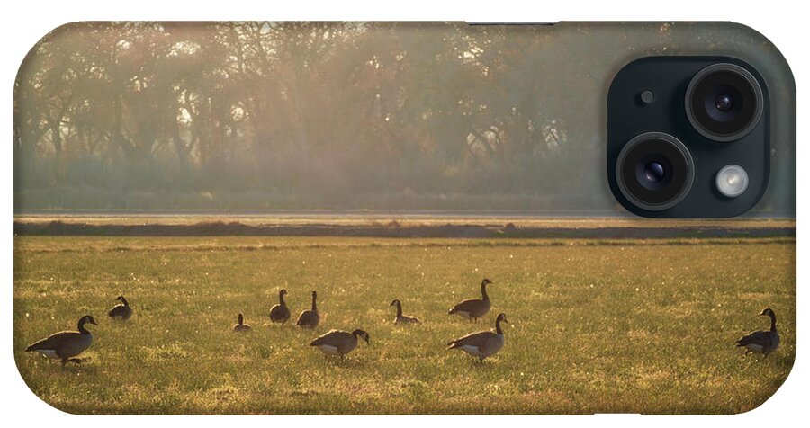 Geese iPhone Case featuring the photograph A Golden Dream of Geese by Mary Lee Dereske