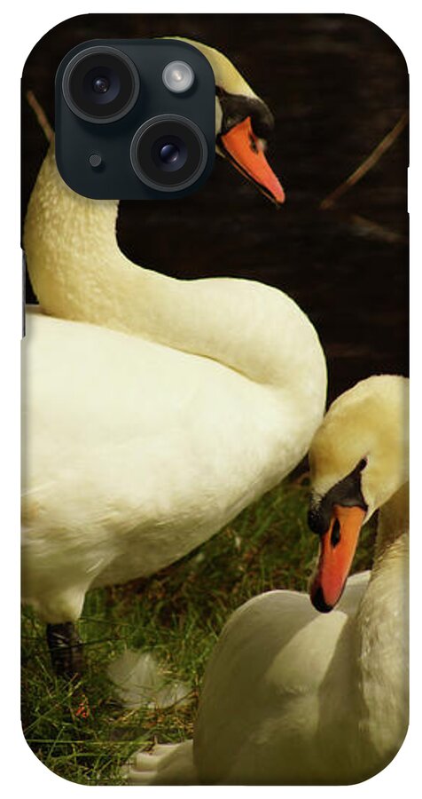 Mute Swan iPhone Case featuring the photograph A Handsome Pair by Cassandra Buckley