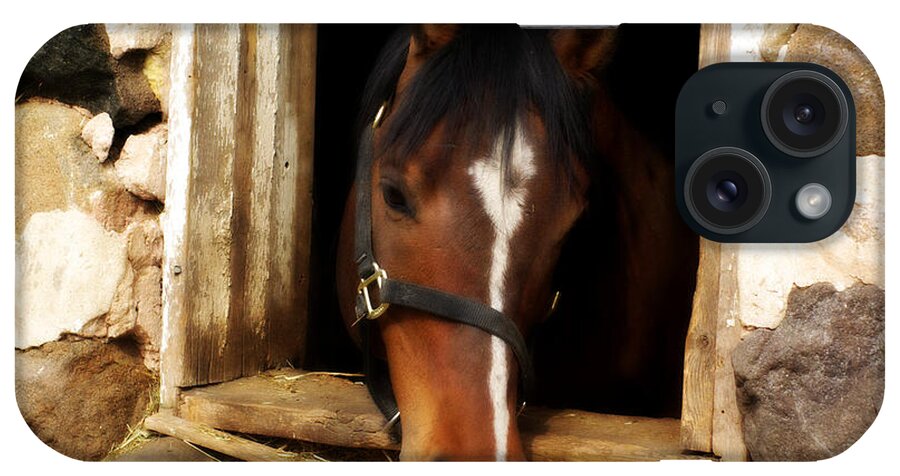 Horse iPhone Case featuring the photograph A Little Nibble by Linda Mishler