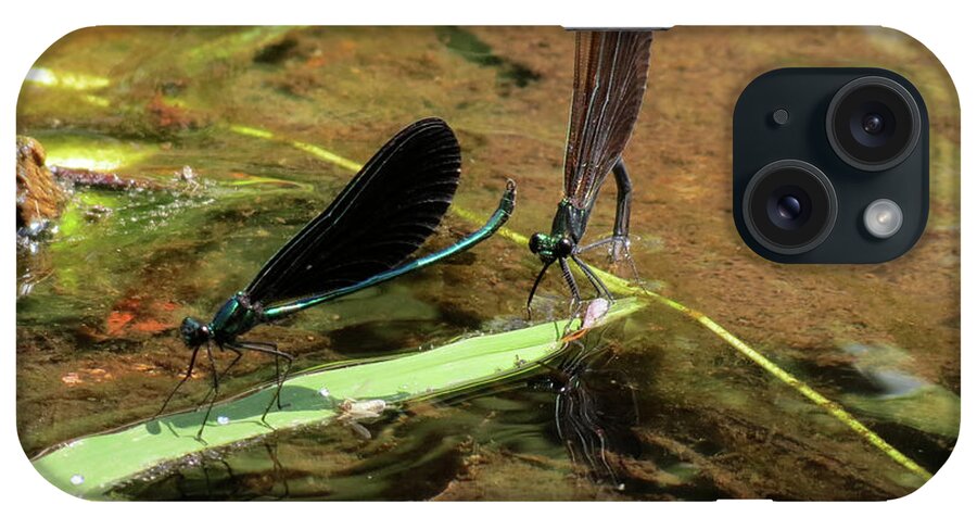 Damselfly iPhone Case featuring the photograph A pair alight by Azthet Photography