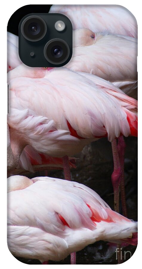 Flamingo iPhone Case featuring the photograph A Quiet Moment by Linda Shafer