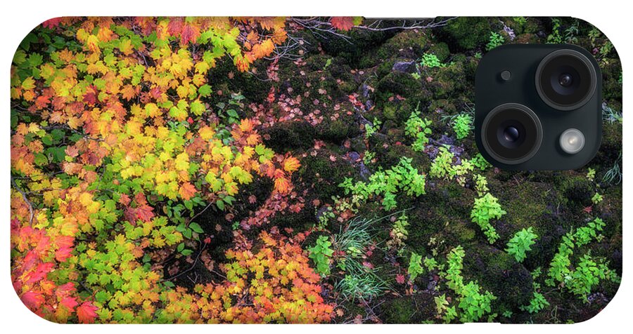 Fall iPhone Case featuring the photograph A Rainbow of Color by Cat Connor