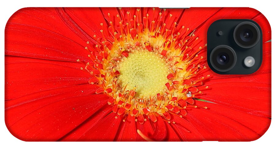 Nature iPhone Case featuring the photograph A Red Explosion by Sheila Brown