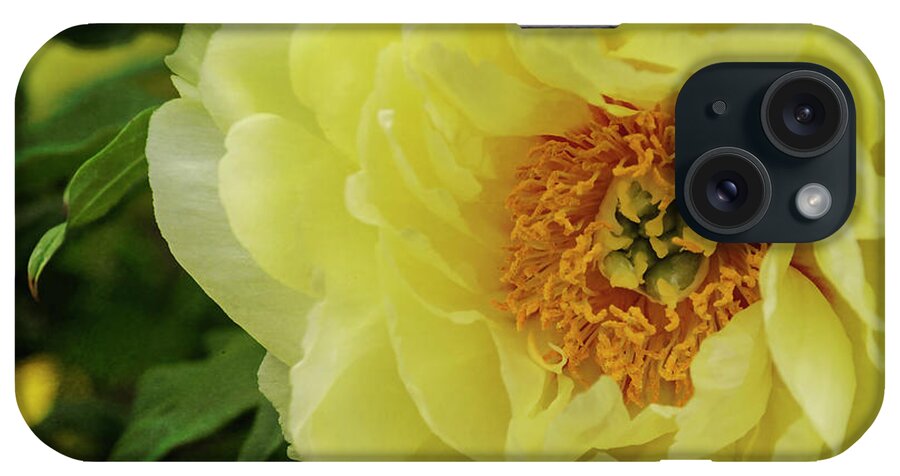 Yellow iPhone Case featuring the photograph A Rose in Bloom by Debra Fedchin