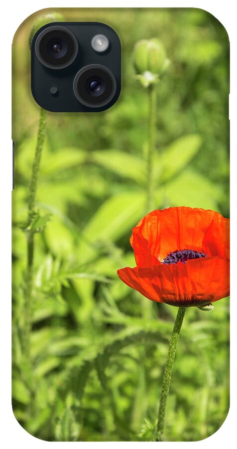 Single iPhone Case featuring the photograph A Single Poppy Flower 2016 by Thomas Young