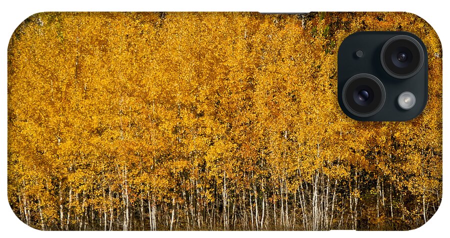 Trees iPhone Case featuring the photograph A stand of Aspen by Albert Seger