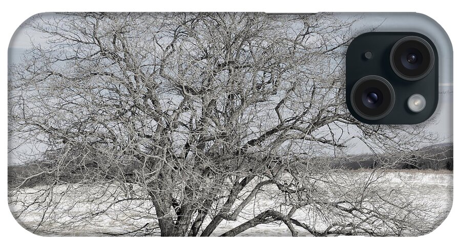 Tucker County iPhone Case featuring the photograph A Tree In Canaan by Randy Bodkins