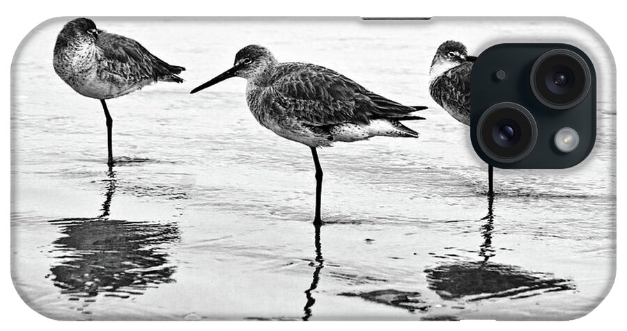 Willets iPhone Case featuring the photograph A Trio - BW by Christopher Holmes