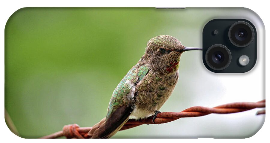 Hummingbird iPhone Case featuring the photograph A Welcome Home by Rory Siegel