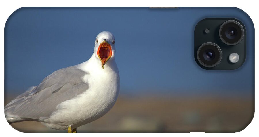 Gull iPhone Case featuring the photograph Aaaggghhh by Karol Livote