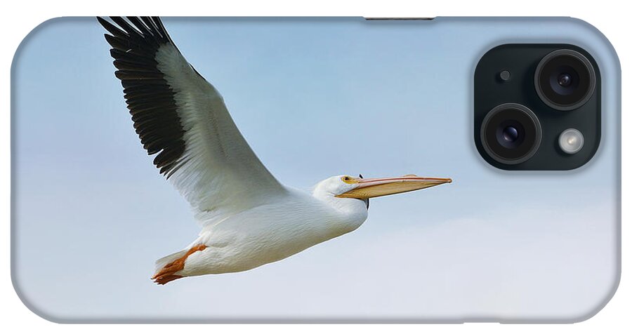 American White Pelican iPhone Case featuring the photograph Above The Clouds by Fraida Gutovich