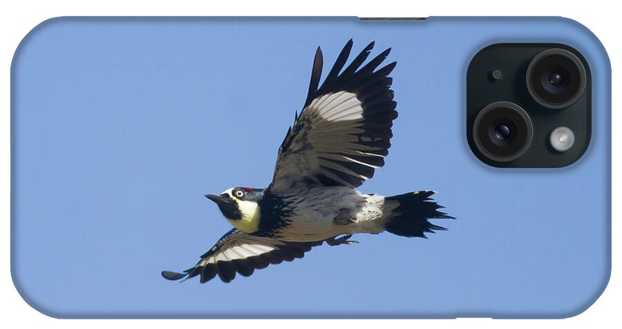 Acorn Woodpecker iPhone Case featuring the photograph Acorn Woodpecker by Mark Miller