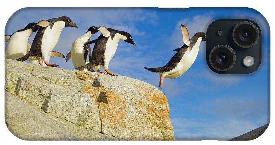 00345624 iPhone Case featuring the photograph Adelie Penguins Jumping by Yva Momatiuk John Eastcott