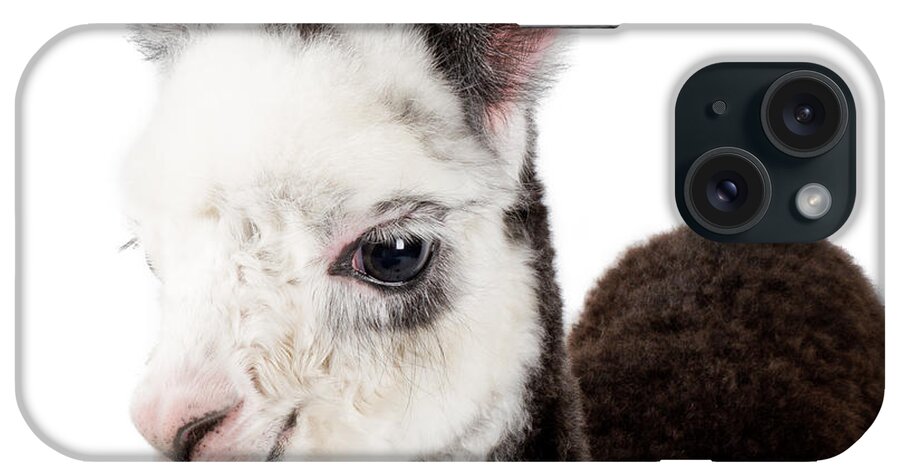 Baby Alpaca iPhone Case featuring the photograph Adorable Baby Alpaca Cuteness by TC Morgan