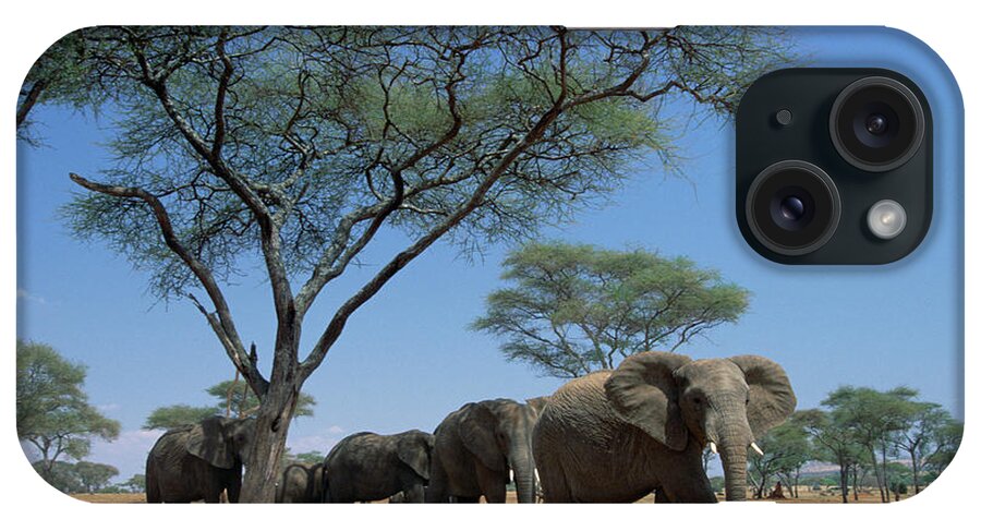 Mp iPhone Case featuring the photograph African Elephant Loxodonta Africana by Gerry Ellis