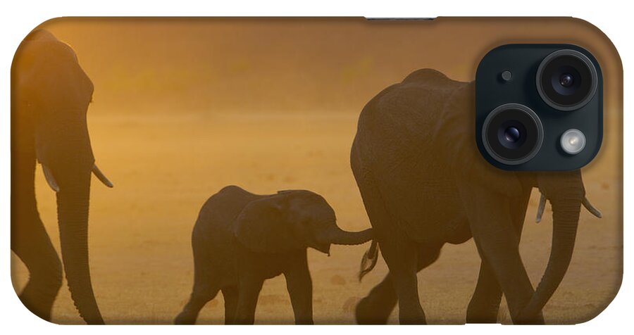 Mp iPhone Case featuring the photograph African Elephant Loxodonta Africana by Pete Oxford