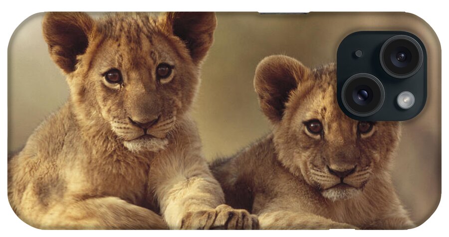 00171961 iPhone Case featuring the photograph African Lion Cubs Resting On A Rock by Tim Fitzharris