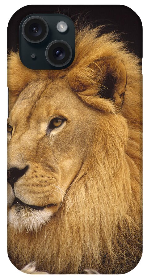 Mp iPhone Case featuring the photograph African Lion Panthera Leo Male by Gerry Ellis