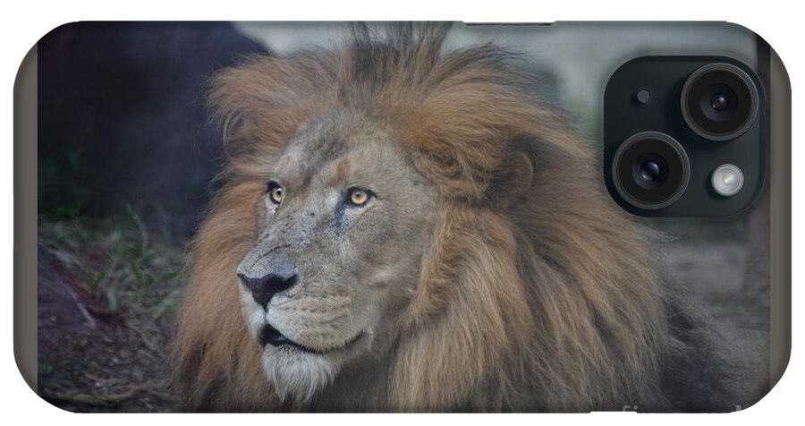 Lion iPhone Case featuring the photograph African Lion by Savannah Gibbs