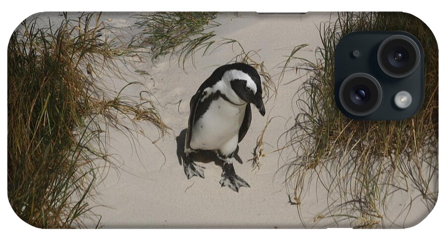 African Penguin iPhone Case featuring the photograph African Penguin on a Mission by Bev Conover