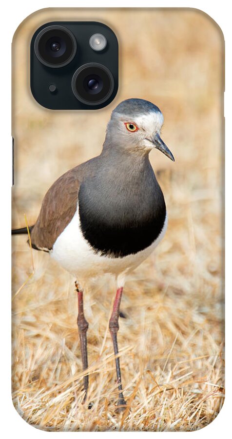 Photography iPhone Case featuring the photograph African Wattled Lapwing Vanellus by Panoramic Images