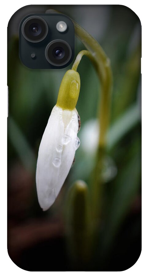 Snowdrop iPhone Case featuring the photograph After the Rain - Snowdrop 2 by Richard Andrews