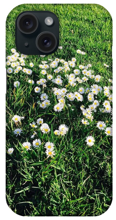Daisies iPhone Case featuring the photograph Afternoon Daisies by Ingrid Van Amsterdam