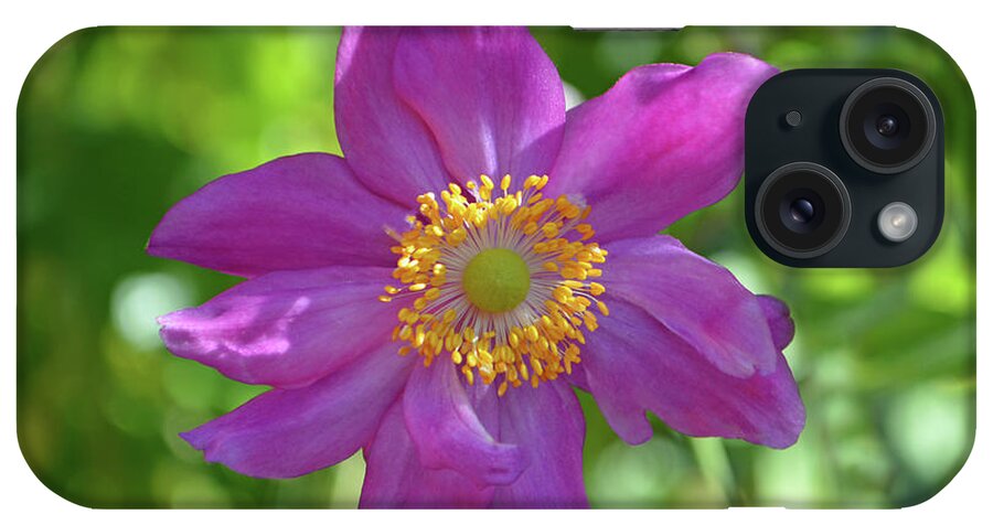 Japanese Anemone iPhone Case featuring the photograph Afternoon Light by Terence Davis