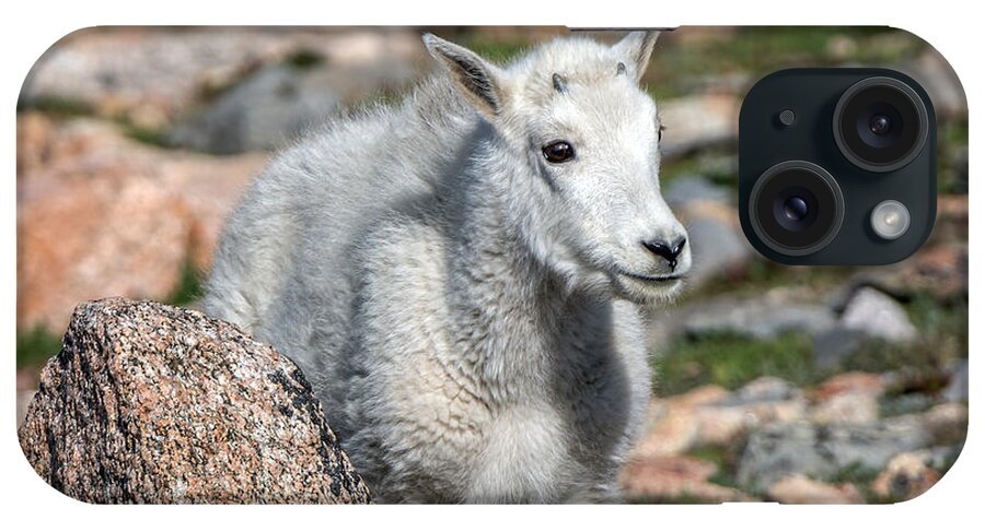 Mountain Goat iPhone Case featuring the photograph Ahhh Da Baby by Stephen Johnson