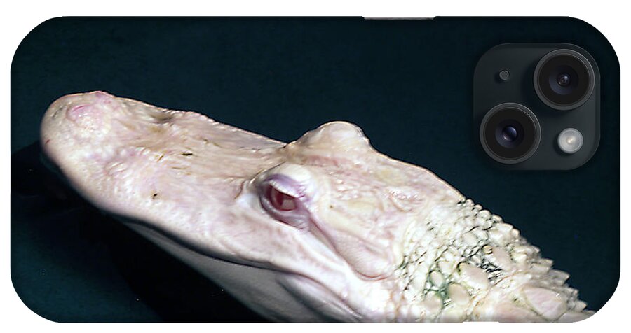 Albino iPhone Case featuring the photograph Albino Alligator by Bob Johnson