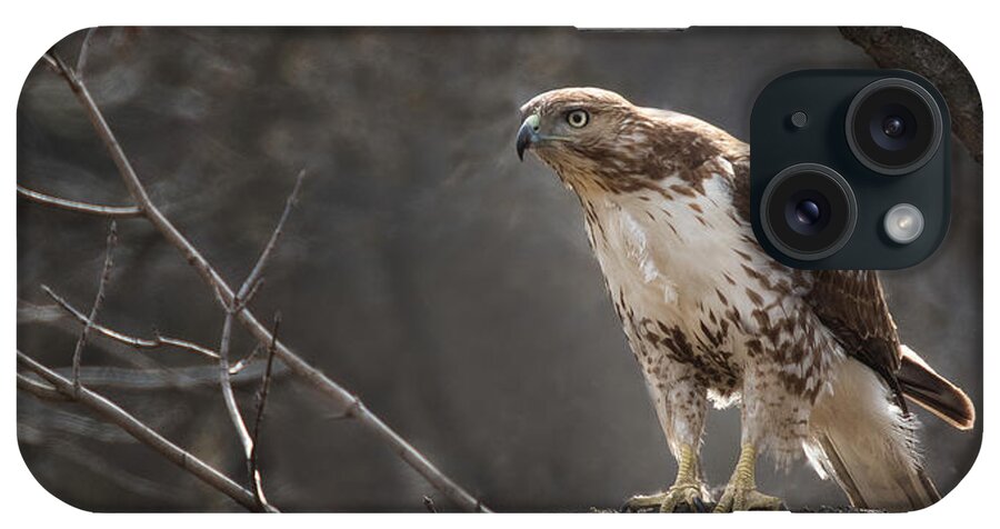 Red Tail Hawk iPhone Case featuring the photograph Alert and ready by Don Anderson