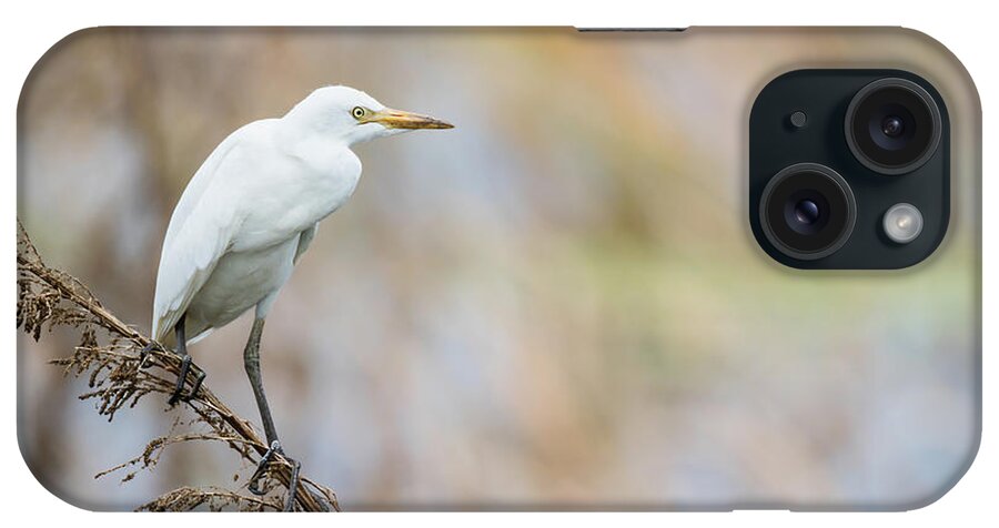 Bubulcus Ibis iPhone Case featuring the photograph Alert Egret by Dawn Currie