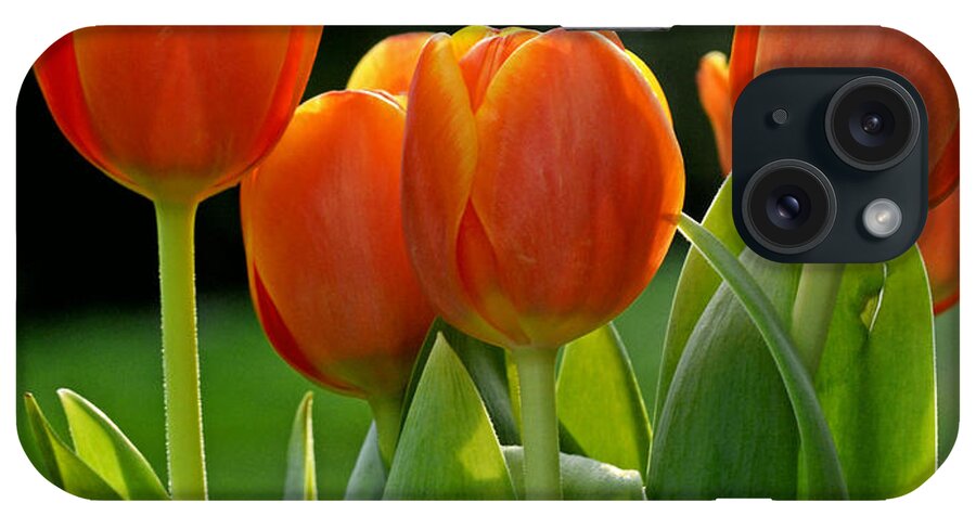 Tulip iPhone Case featuring the photograph All Together by Melanie Moraga