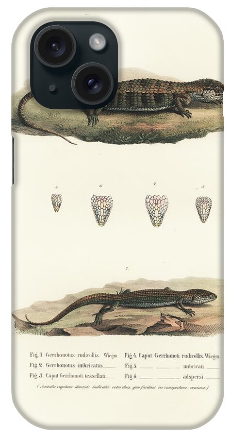Alligator Lizards iPhone Case featuring the drawing Alligator Lizards from Mexico by Friedrich August Schmidt