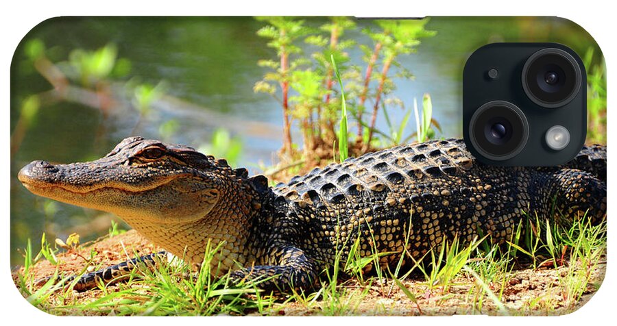 Alligator iPhone Case featuring the photograph Alligator by Susan Cliett