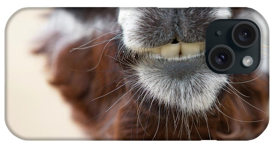 Alpaca iPhone Case featuring the photograph Alpaca #1 by Rebecca Cozart