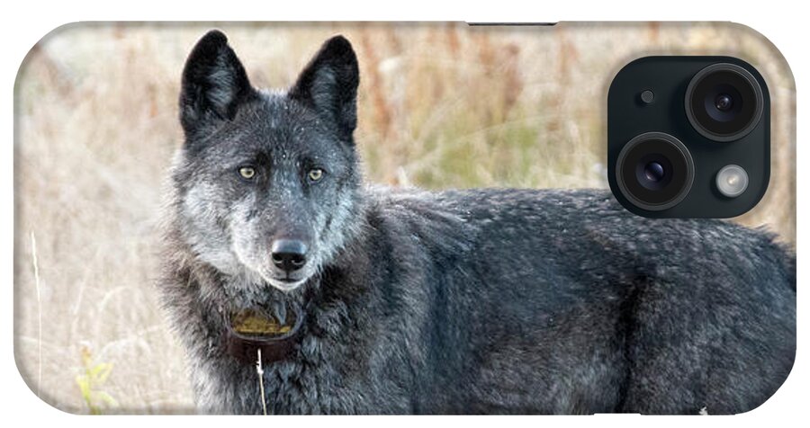 Wolf iPhone Case featuring the photograph Alpha Female by Deby Dixon