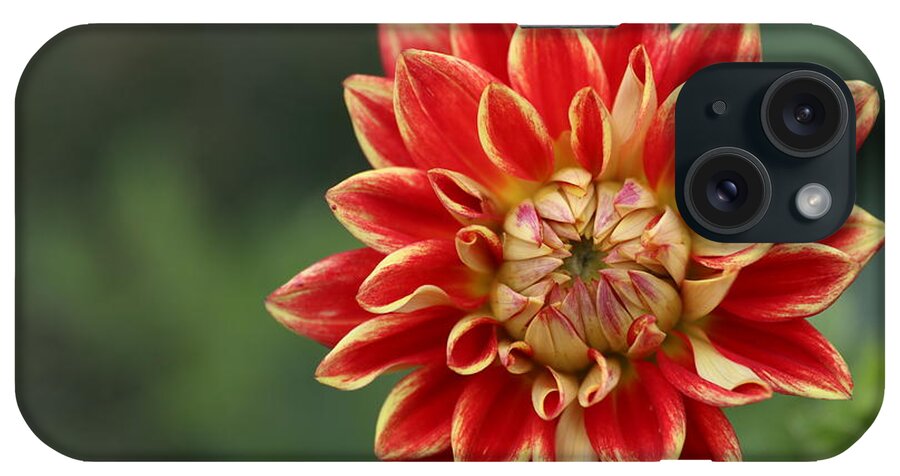 Mum iPhone Case featuring the photograph Am I A Chrysanthemum-Take Me As I Am by Carol Montoya