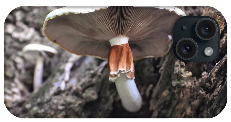 White Mushroom iPhone Case featuring the photograph Amanita by Flees Photos