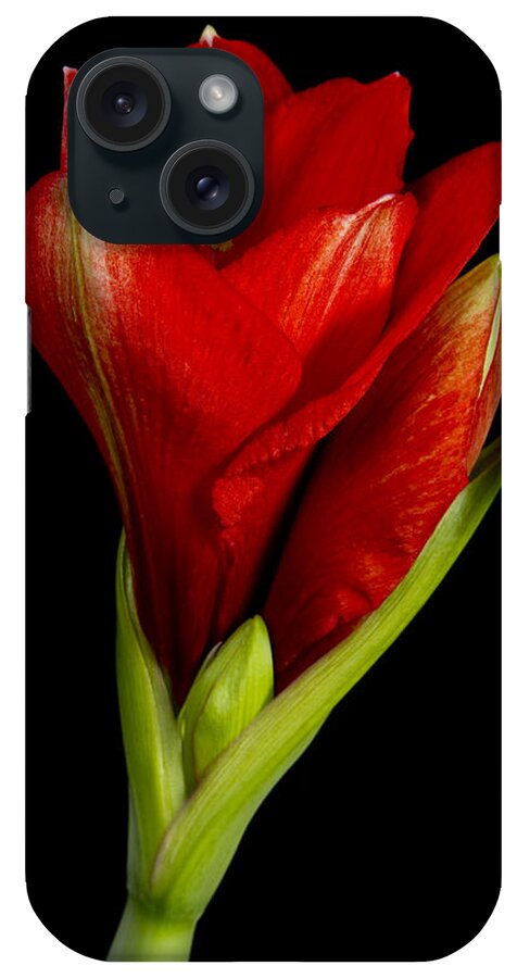 Amaryllis iPhone Case featuring the photograph Amaryllis 12-23-2010 by James BO Insogna