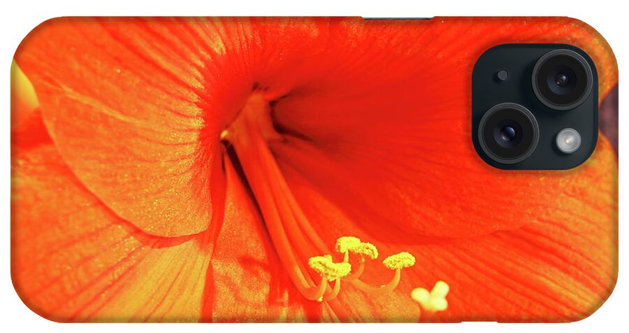 Amaryllis iPhone Case featuring the photograph Amaryllis by Allen Nice-Webb