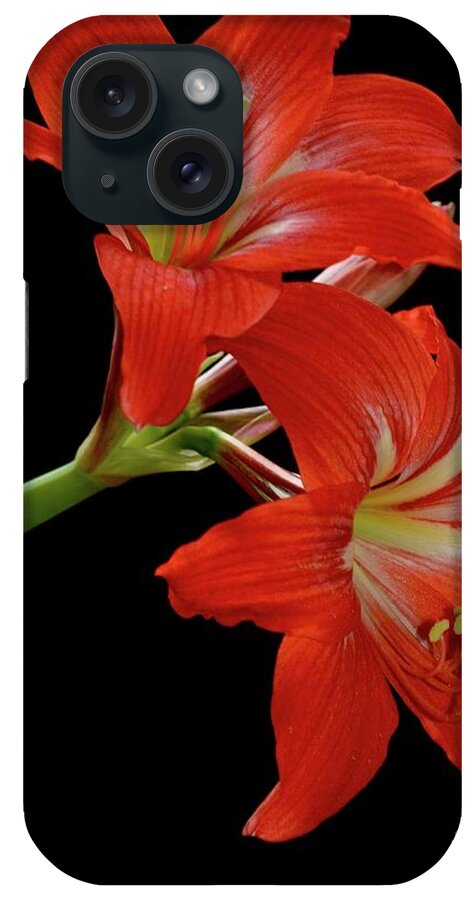 Gift iPhone Case featuring the photograph Amaryllis by AnnaJo Vahle