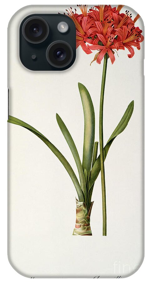 Amaryllis iPhone Case featuring the drawing Amaryllis Curvifolia by Pierre Redoute