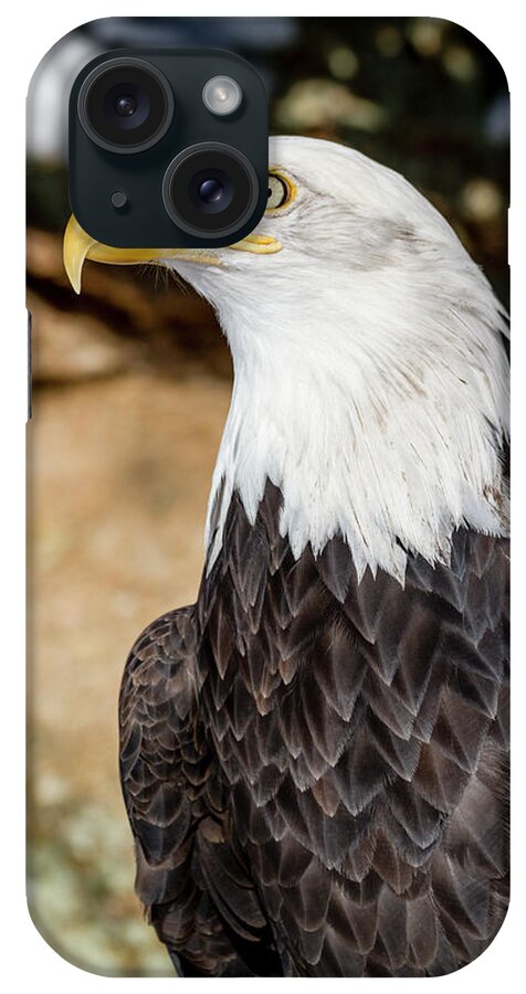 American Freedom Symbol iPhone Case featuring the photograph American Bald Eagle in Winter by Teri Virbickis