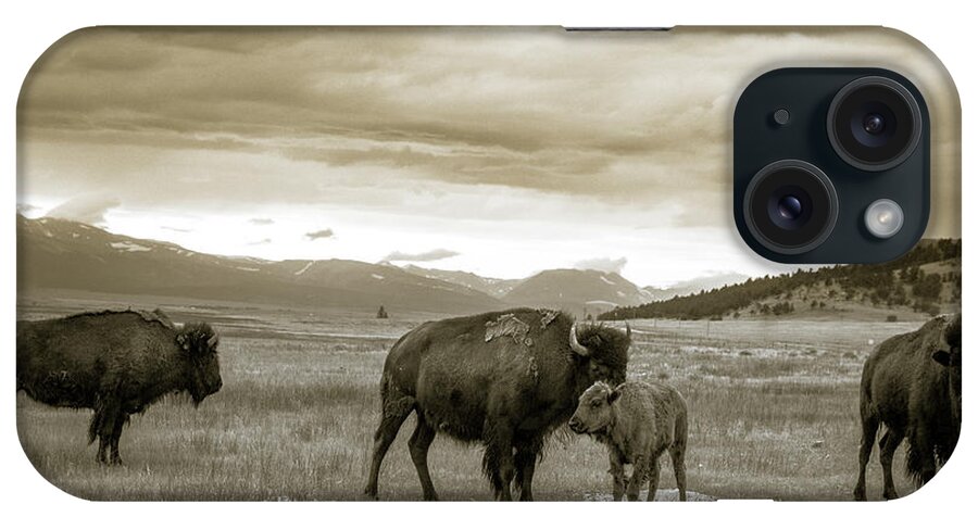 American West iPhone Case featuring the photograph American Bison Calf and Cow by Chris Bordeleau
